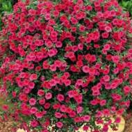 Лобелія ампельна Рубіновий фонтан за 0,01 г