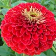 Цинія карликова Червона за 0,2 г