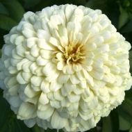 Цинія Білий принц за 0,5 г