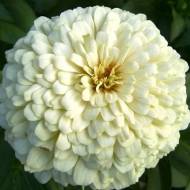 Цинія Білий принц за 0,5 г