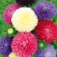 Айстра суміш Парад кольорів за 0,3 г