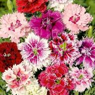 Гвоздика Китайська за 0,25 г