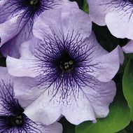 Петунія Лімбо Блу Вейнед F1 за 10 нас.