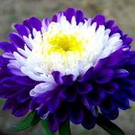 Айстра Пенелопа (густомахрова) за 0,3 г