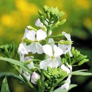 Сидерат Редька олійна за 0,5 кг