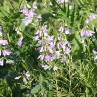 Сидерат Козлятник за 0,5 кг