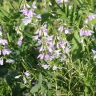 Сидерат Козлятник за 0,5 кг