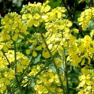 Гірчиця жовта за 0,5 кг