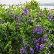 Сидерат Вика за 0,5 кг