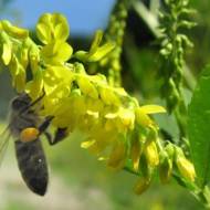 Сидерат Буркун (Донник) за 0,5 кг