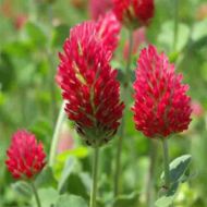 Сидерат Конюшина червона за 0.5 кг