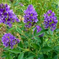 Сидерат Люцерна за 0,5 кг