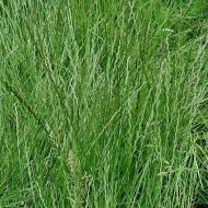 Сидерат Райграс за 0,5 кг