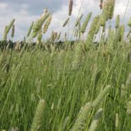 Сидерат Тимофіївка за 0,5 кг