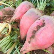 Буряк кормовий Київський рожевий за 30 г