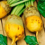 Буряк кормовий Еккендорфський