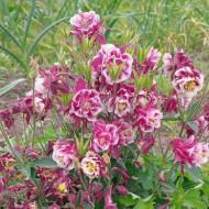 Аквілегія Сонг Бьорд Кардінал в контейнері