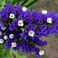 Кермек блакитний за 0,05 г