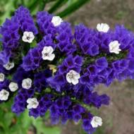 Кермек блакитний за 0,05 г