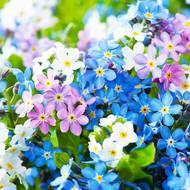 Незабудка суміш за 0,1 г