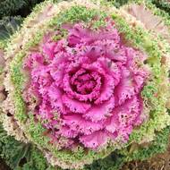 Декоративна капуста за 0,1 г