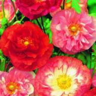 Мак суміш Снодійна махрова за 0,1 г