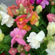 Львиний зев високоросла суміш за 0,2 г