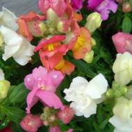 Львиний зев високоросла суміш за 0,2 г