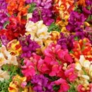 Львиний зев Низькоросла суміш за 0,2 г