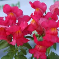 Львиний зев Жар Любові за 0,2 г