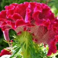 Целозія гребінцева Корал Гарден за 0,25 г