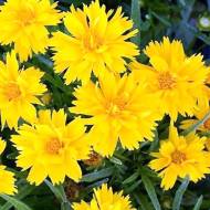 Кореопсис великоквітковий за 0,15 г