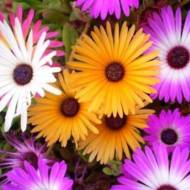 Доротеантус суміш за 0,3 г