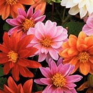 Жоржина Рання Пташка махрова суміш за 0,3 г