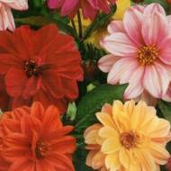 Жоржина суміш Ред Скін махрова за 0,3 г