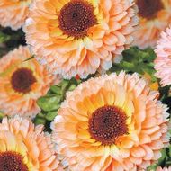 Календула Пінк Сюрприз за 0,2 г