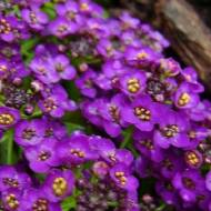 Алісум Морська королева за 0,2 г