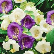 Кобея суміш за 0,3 г