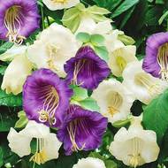 Кобея суміш за 0,3 г