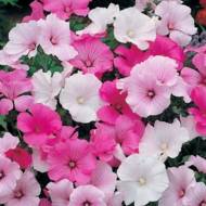 Лаватера суміш за 0,2 г