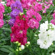 Левкой суміш Імператорська за 0,2 г