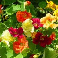 Настурція суміш за 1 г