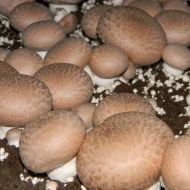 Міцелій грибів Шампіньйон Королівський Коричневий