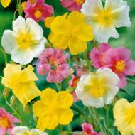 Сонцецвіт суміш Гірська троянда за 0,2 г