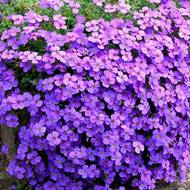 Обрієта за 0,02 г