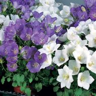 Дзвіночок карпатська суміш за 0,05 г