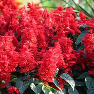 Сальвія червона за 0,3 г