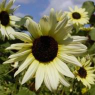 Соняшник Ванільне Небо за 1 г