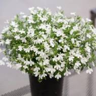 Лобелія ампельна Біла леді за 0,1 г