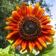 Соняшник Шоколадка за 1 г